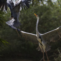 Airone cenerino, combattimento (Ardea cinerea)