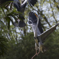 Airone cenerino, combattimento (Ardea cinerea)