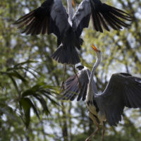 Airone cenerino, combattimento (Ardea cinerea)