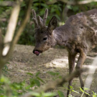 Capriolo, cucciolo (Capreolus capreolus)