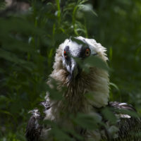 Gipeto, o avvoltoio degli agnelli (Gypaetus barbatus)