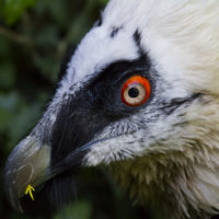 Gipeto, o avvoltoio degli agnelli, con petali di un fiore (Gypaetus barbatus)