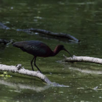 Ibis eremita (Geronticus eremita)