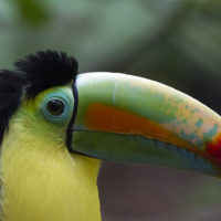 Tucano toco, Amazzonia (Ramphastos toco)