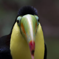 Tucano toco, Amazzonia (Ramphastos toco)