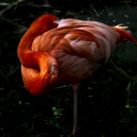 Fenicottero rosso, America centrale (Phoenicopterus ruber)