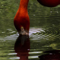 Fenicottero rosso, America centrale (Phoenicopterus ruber)