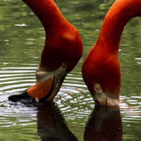 Fenicottero rosso, America centrale (Phoenicopterus ruber)