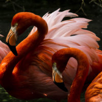 Fenicottero rosso, America centrale (Phoenicopterus ruber)