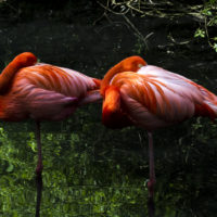 Fenicottero rosso, America centrale (Phoenicopterus ruber)