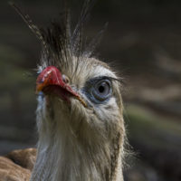 Seriema dalle zampe rosse, Sud America (Cariama cristata)