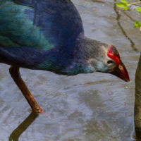 Pollo sultano comune (Porphyrio porphyrio)