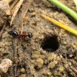 Methocha articulata approaching a Cicindela campestris larva, by John Walters - BWARS