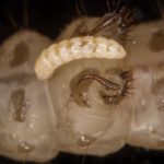 Methocha larva on Cicindela larva, by David Cappaert - Bugwood.org