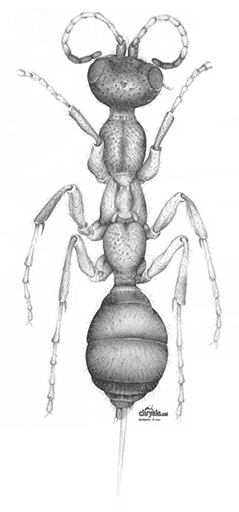 Morphology of Methocha wasps | Chrysis.net