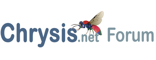 Search Chrysis.net Forum for Chrysis clarinicollis 