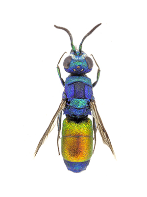 Genus Chrysis Linnaeus, 1761