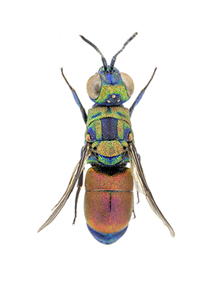 Genus Pseudochrysis Semenov, 1891