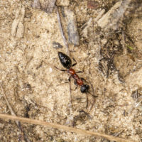 Methocha articulata from N Italy, by Gian Luca Agnoli