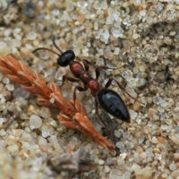 Methocha articulata, by Cor Zonneveld